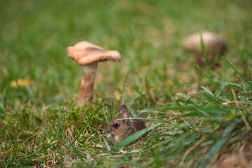 a portrait from the nocturnal yellow necked mouse, apodemus flavicollis, in the garden at a autumnal mornig 