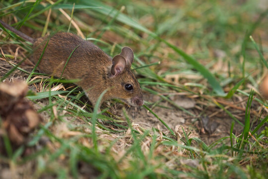 a portrait from a yellow necked mouse, apodemus flavicollis, in the garden on the floor at a autumn evening