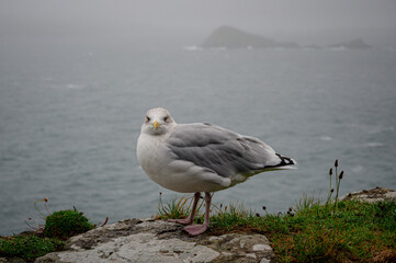 Adult herring gull, larus argentatus, perched on a wall during Storm Agnes, Dunmore Head, Dingle, Co Kerry, Ireland