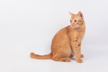 orange cat sitting isolated on white background.