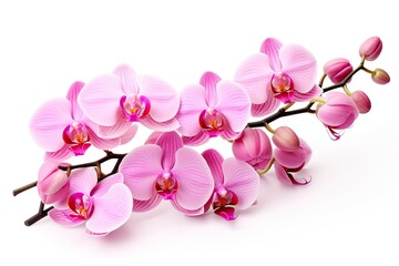 Naklejka na ściany i meble Pink Orchid isolated on white background.