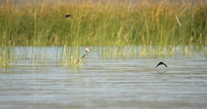 The barn swallow is flying low over  Vransko jezero, Croatia