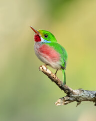 Cuban tody (Todus multicolor) is a bird species in the family Todidae that is restricted to Cuba...