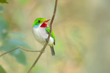 Cuban tody (Todus multicolor) is a bird species in the family Todidae that is restricted to Cuba and the adjacent islands