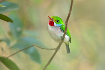 Cuban tody (Todus multicolor) is a bird species in the family Todidae that is restricted to Cuba and the adjacent islands