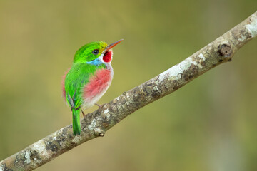 Cuban tody (Todus multicolor) is a bird species in the family Todidae that is restricted to Cuba and the adjacent islands
