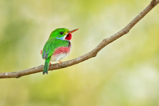 Cuban tody (Todus multicolor) is a bird species in the family Todidae that is restricted to Cuba and the adjacent islands