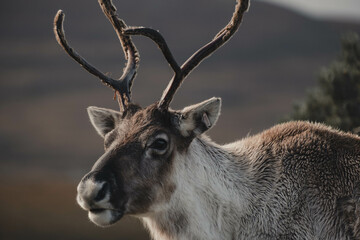 Close Up of a Wild Reindeer with Big Antlers