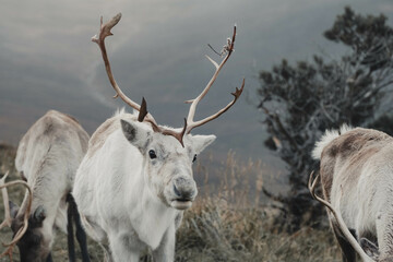 white wild reindeer with large antlers in mountains with pine trees