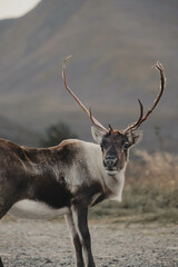 wild reindeer with large antlers