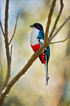 Cuban trogon or tocororo (Priotelus temnurus) is a species of bird in the family Trogonidae. It is endemic to Cuba