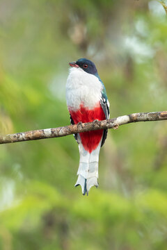 Cuban trogon or tocororo (Priotelus temnurus) is a species of bird in the family Trogonidae. It is endemic to Cuba
