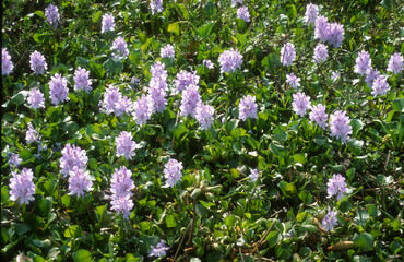 Eichhornia crassipes, Jacinthe d'eau