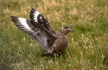 Catharacta skua, Grand Labbe,