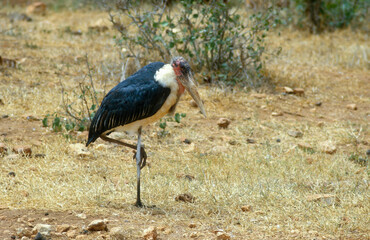 Marabout d'Afrique, Leptoptilos crumenifer, Marabou Stork, Afrique