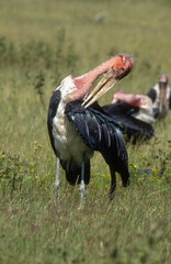 Marabout d'Afrique, Leptoptilos crumenifer, Marabou Stork, Afrique