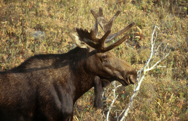 Elan d'Amerique, Orignal, Alces alces, Parc national du Yellowstone,  U.S.A