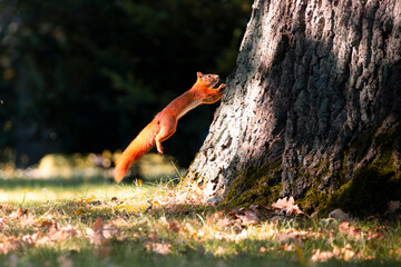 Eichhörnchen springt an einen Baumstamm