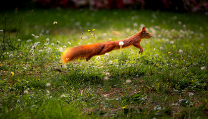 Eichhörnchen springt über die Wiese