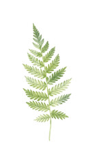Green fern leaf isolated on white background. Botanical illustration. Botanical element.