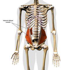 Male Internal Oblique Abdominal Muscle in Isolation on Skeleton, 3D Rendering, Labeled - 665019948