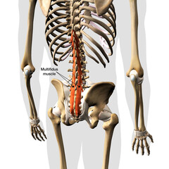 Multifidus Muscle Labeled and Isolated on the Spinal Column, 3D Rendering on White Background