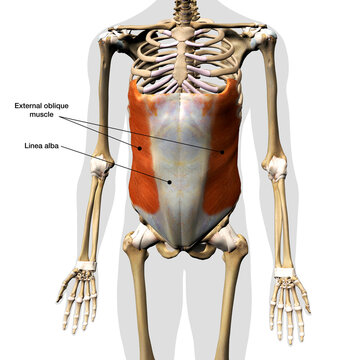 Male External Oblique Muscle Labeled in Isolation on Human Skeleton, 3D Rendering on White Background