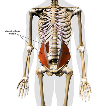 Male Internal Oblique Abdominal Muscle in Isolation on Skeleton, 3D Rendering, Labeled