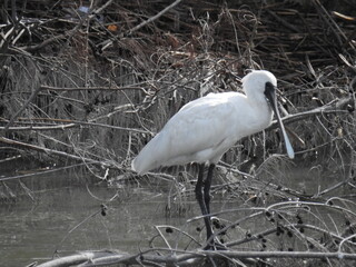 クロツラヘラサギ