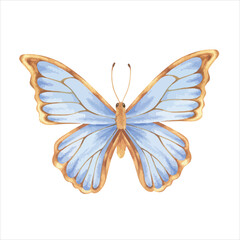Butterfly Vector illustration. Hand drawn graphic clip art on white isolated background. Watercolor drawing of insect with blue and gold wings. Flying moth sketch for wall stickers and decorations