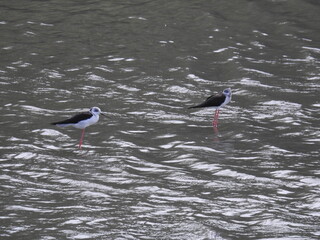 クロツラヘラサギ