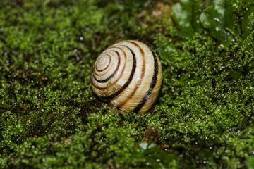 The picture of a snail on green moss that is in his house, is a macro picture.