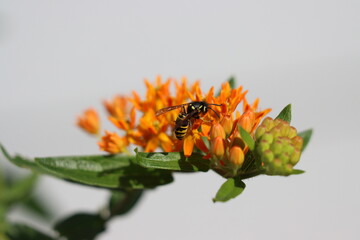 A yellow jacket wasp on butterfly weed