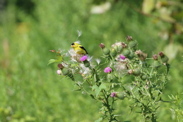 An American goldfinch enjoying bull thistle seeds