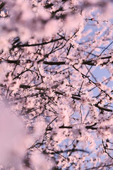 Flowering branches of a cherry tree in spring against a blue sky