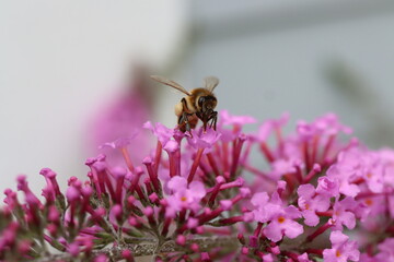 A honey bee on a butterfly bush - Powered by Adobe
