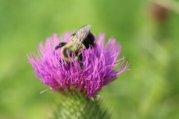A bumblebee enjoying a thistle flower