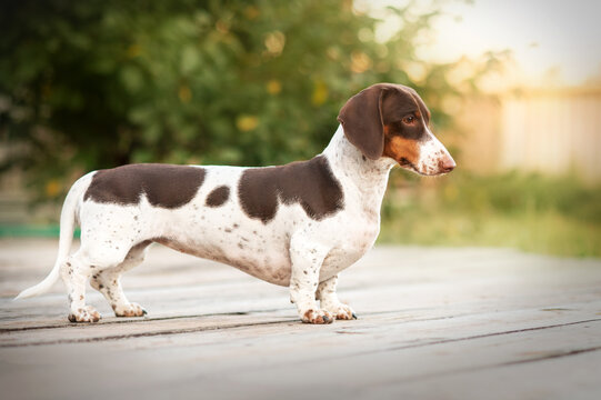 a piebald dachshund dog stands sideways on a natural background