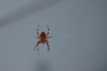 A spotted orb weaver in its web