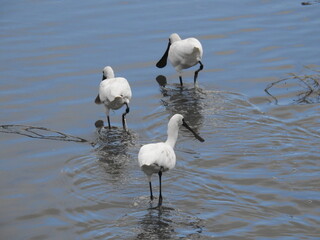 クロツラヘラサギ