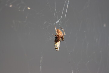 An orb weaver spider preying on a wasp