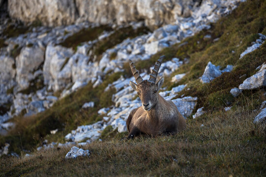 Male Ibex resting on a meadow in shade of the mountain looking at camera - Julian Alps Slovenia 