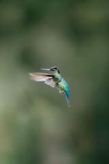Hummingbird flying in Costa Rica