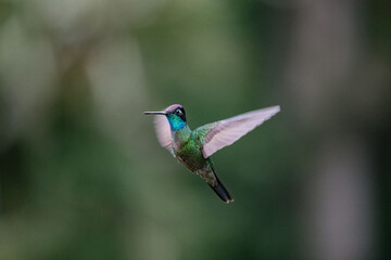 Hummingbird flying in Costa Rica
