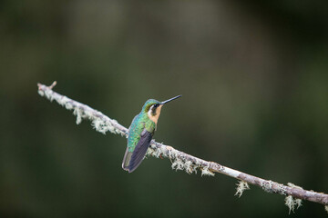 Brown chest hummingbird in Costa Rica 