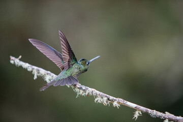 Hummingbird in Costa Rica from the back