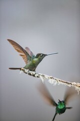 Hummingbird in Costa Rica looking right with its wings open