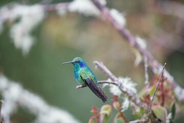 Hummingbird in Costa Rica sitting on a branch