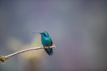 Hummingbird in Costa Rica looking left