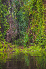 Thailand's Rayong Botanical Garden is a mangrove forest with lovely trees that reflect on the nearby lake.